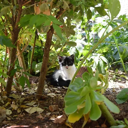 Aparthotel Mirror Ksamil - Zervo Sarandë