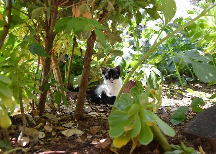 Aparthotel Mirror Ksamil - Zervo Sarandë